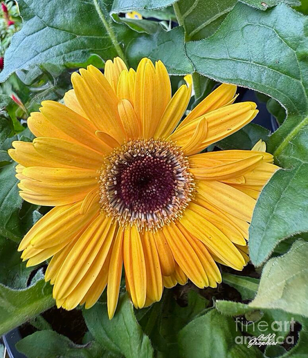 Vibrant Yellow Flower