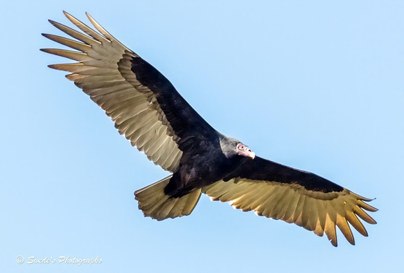 "A solitary turkey vulture soars against a vast, cloudless blue sky, its wings stretched wide in a commanding glide. The bird’s silhouette is unmistakable—broad wings with a slight upward tilt, like a pair of outstretched arms mid-blessing. The feathers reveal a two-toned tapestry: deep charcoal and black along the body and inner wings, fading to a golden-brown shimmer on the outer edges. Sunlight catches the tips, giving the impression of burnished bronze in motion.

Its head, small and featherless, glows red like a ceremonial mask—both practical and iconic. The bare skin speaks of its role in nature’s cleanup crew, a hygienic adaptation for feeding on carrion. Yet in flight, the vulture is anything but grim. It moves with grace, riding invisible thermals, scanning the earth below with quiet authority.

There’s no urgency in its posture, no flapping or fuss—just a slow, deliberate glide, as if the sky itself had granted it passage. The image captures the bird mid-air, suspended in a moment of sovereign stillness, a master of the currents and keeper of the wild." - Microsoft Copilot