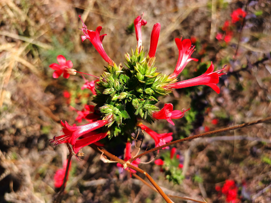 a photo of the "Leoselia Mexicana" plant or simply "spiny plant", a medicinal plant in herbolaria with multiple names and benefits, they are often found in semi-arid climate on hills and it's used to cure fever, cough and cold.