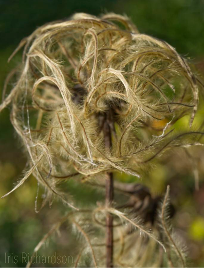 Dried celmatis flower looking like a wig macro photograph