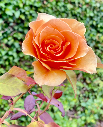 Light red orange rose 