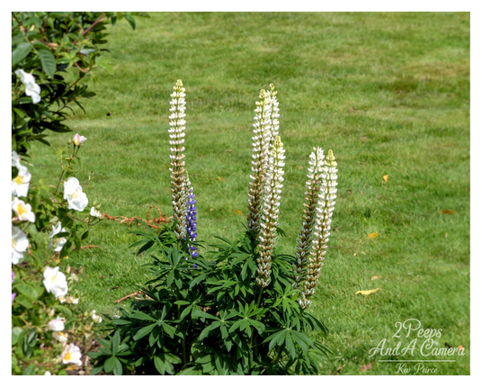 A close up photograph of three tall, spire like white lupin flowers growing in a garden with deep green foliage.

One smaller, purple lupin spire is visible among the white ones. To the left, there are clusters of small white roses. 

The background is a vibrant, well-maintained green lawn.