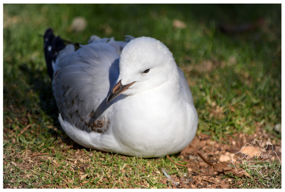 A close up, horizontal photograph by Kev Peirce of a silver gull (also known as a seagull) resting on a patchy lawn.  The bird is facing slightly down and to the right, showing its white head and chest, and light grey wings with a dark tail visible in the background.  It is clearly lit by sunlight, casting a dark shadow behind it and featuring a natural, grassy background.