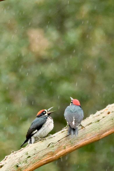 two clown-like birds in an apparent conversation while rain pours behind them.