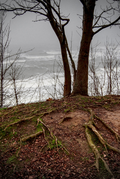 A photo of a stormy seashore, with a tree and roots in the foreground.