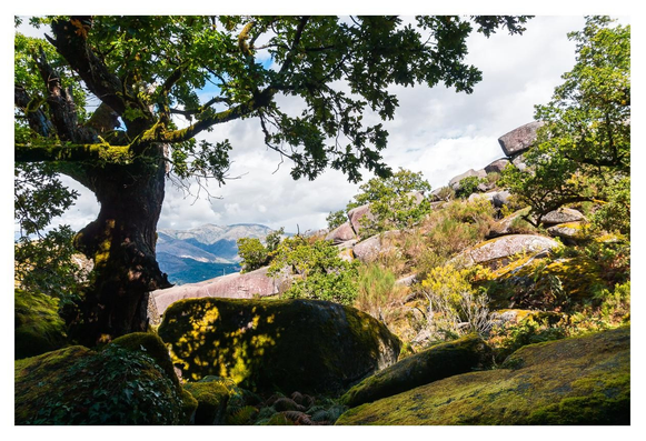 ### Motiv:
Im Bild sind grüne Bäume und große, glatte Steine zu sehen, die in einer naturnahen Landschaft angeordnet sind. Der Baum im Vordergrund hat eine mächtige, knorrige Struktur und ein dichter Blätterdach, während die Felsen im Hintergrund sanft in die Landschaft eingebettet sind.

### Stimmung und Wirkung:
Die Atmosphäre ist friedlich und beruhigend, vermittelt durch das sanfte Licht, das durch die Blätter strahlt. Die Landschaft wirkt einladend, mit einem Hauch von Wildnis, der zur Erkundung der Natur anregt.

### Technische Details:
Das Bild ist geprägt von lebendigen Grüntönen der Vegetation und erdigen Brauntönen der Felsen. Das Licht ist natürlich und weich, was die Textur der Bäume und Steine hervorhebt. Die Komposition kombiniert Vordergrund- und Hintergrundelemente gut, wodurch eine tiefere Perspektive entsteht.