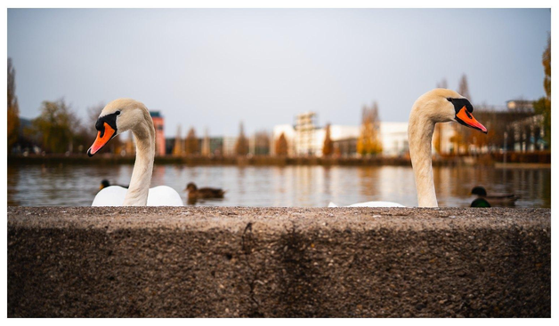 Zwei Schwäne schwimmen in einem See direkt vor einer Mauer hinter der der Fotograf des Fotos steht. Im Wesentlichen ragen nur die Hälse der Tiere über den Mauerrand. Die Schwänen sehen beide den dicken alten Mann mit der Kamera leicht verwirrt an.