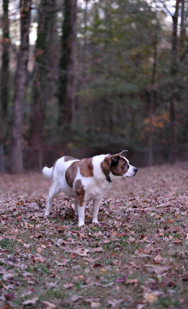 A white and brown dog is standing in his yard with many fallen leaves looking toward the right side of the screen after sunset.