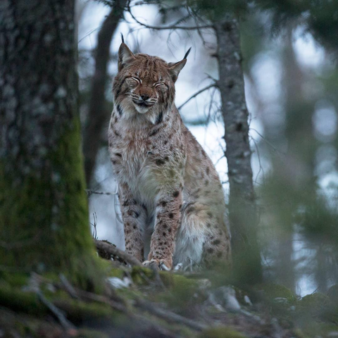 lynx boreal, female, seated between pine trees in the mountains of Jura