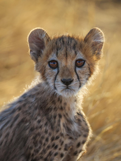 portrait of juvenile cheetah head and shoulders against blurry golden wild grass