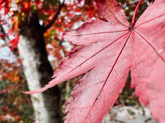 A close-up of a very red maple lead with others and sky blurred in the background.