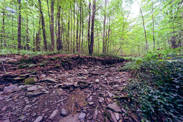 A dried up creek is 2/3 of the frame on the bottom starting from the left and it curves away to the right and disappears behind a mertle covered bank,  trees with light green leaves populate the forest around the creek