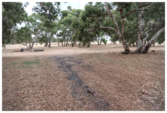 A wide angle view of a dry, Australian bush landscape. The foreground and mid ground are covered in golden brown grass and dry eucalyptus leaves.

A dark, narrow track cuts through the centre of the frame, leading toward a cluster of large, thick trunked gum trees (Eucalyptus) in the distance. The trees feature pale, smooth bark and dense green foliage.