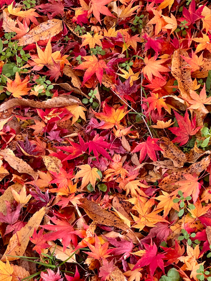 A dense layer of colorful autumn leaves in various vivid shades of red, orange, and yellow, interspersed with some green clovers and brown, dried leaves. The scene captures the essence of fall foliage.