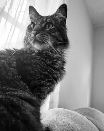 Black and white, low-angle shot of a long-haired tabby cat named Ronan, angled upward with a curious gaze. Ronan is perched atop a gray, rounded surface, likely a piece of furniture, and is angled toward the left side of the frame. Ronan's fur is thick and patterned, with a mix of light and dark gray tones. Ronan is looking intently upwards, likely towards something out of the frame. The background includes a window with sheer curtains on the left and a plain wall on the right. The lighting is soft and natural.