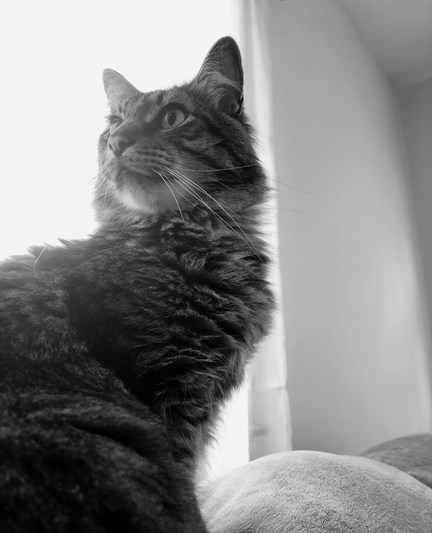 Black and white, low-angle shot of a tabby cat named Ronan, looking upwards to the left. The cat is sitting on a rounded, light-colored surface, possibly a couch. Ronan's face and upper body fill the left side of the frame, with Ronan's chest visible, covered in soft fur. Ronan has a focused expression, and his ears are perked up. The background is a bright window with sheer ivory curtains. Ronan's gaze is directed upwards and towards the left, with the right side of his face and body partially illuminated by the bright background. 