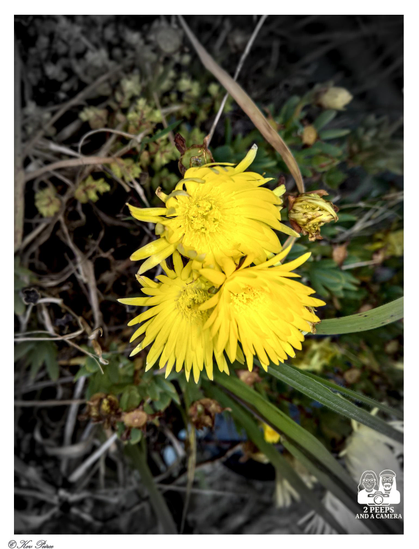 Close up image of two bright yellow, spiky petalled flowers with greenish yellow centres, intensely focused against a desaturated (monochrome or black and white) background of dry leaves, stalks, and greenery.