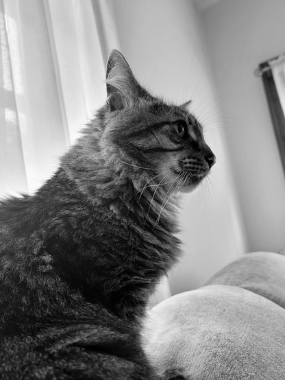 Black and white image of a fluffy tabby cat named Ronan in profile, looking off to the right. Ronan has long whiskers and is sitting on a rounded couch, with a curtain visible behind it. Ronan's fur is dark with lighter stripes.
