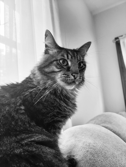 Black and white, close-up, low-angle shot of a tabby cat named Ronan, looking right, with his gaze slightly upward and away from the camera. Ronan is seated on a light, textured sofa. Ronan is in focus with his eyes wide open. The background is a soft, blurred window and white curtains with the light streaming in.