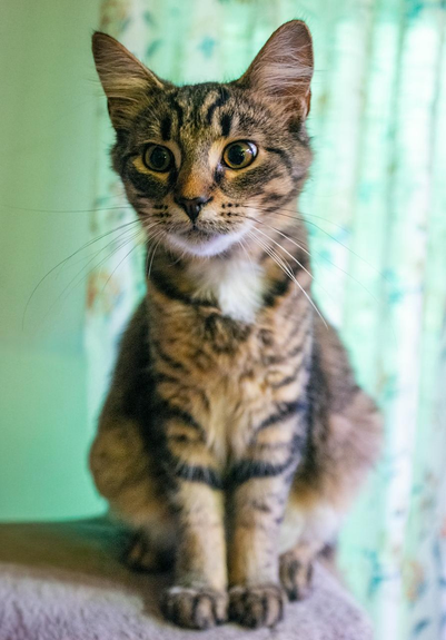 Your Daily Dose of Fluff 🐾
Rumour looking a wee bit crazed!  🥰
