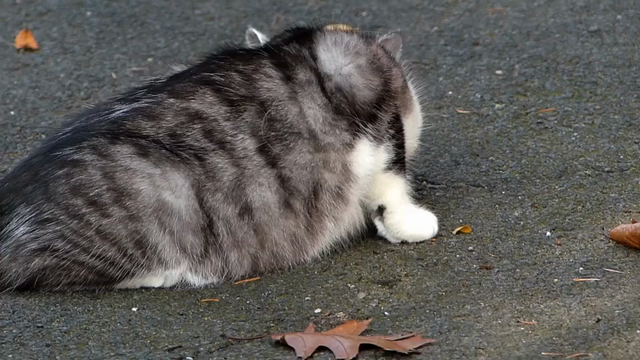 Katze schnuppert suchend an Herbstblättern die auf dem Asphalt liegen.

Cat sniffs searchingly at autumn leaves lying on the asphalt.