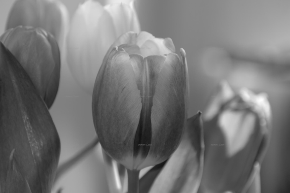 Flowers, closeup, black and white, photo