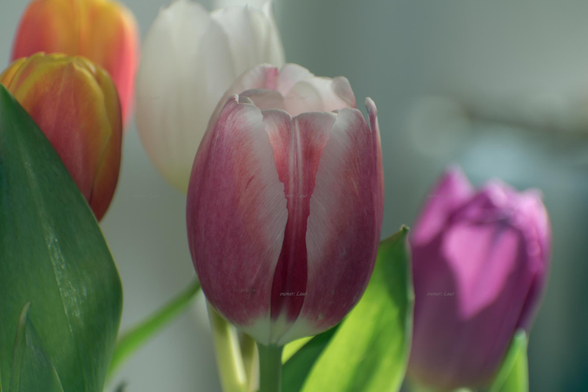 Flowers, closeup, color, photo