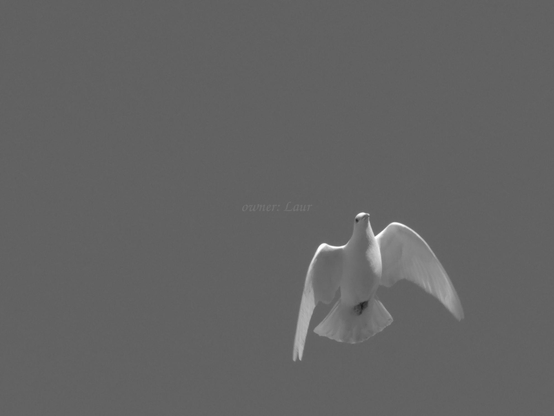 Bird, black and white, photo