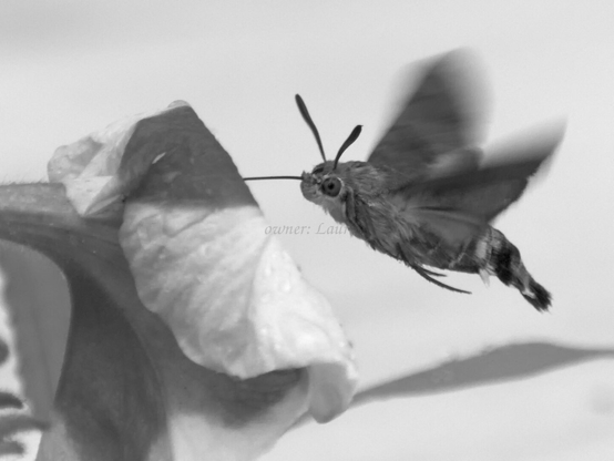 Insect, flower, drops, closeup, black and white, photo