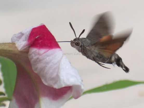 Nature, insect, flower, drops, closeup, color, photo