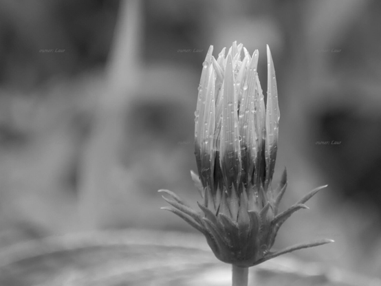 Flower, drops, closeup, black and white, photo