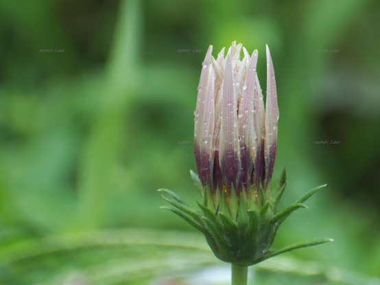 Flower, drops, closeup, color, photo