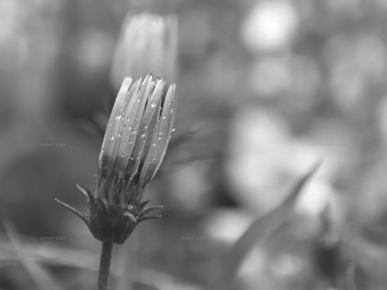 Flower, drops, closeup, black and white, photo