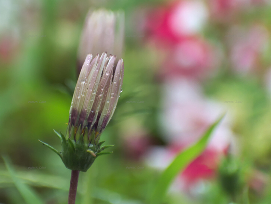 Flower, drops, closeup, color, photo