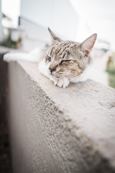 A sleeping cat on a wall