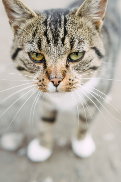 A hungry cat staring straight into the lens, a little too close, fills the entire frame.