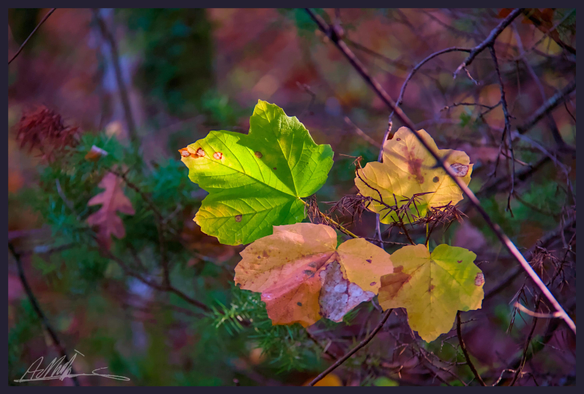 5 field maple leaves in colours varying from green through yellow to orange sit on a thin branch against a background of muted woodland colours. They are illuminated from behind by morning sunlight.