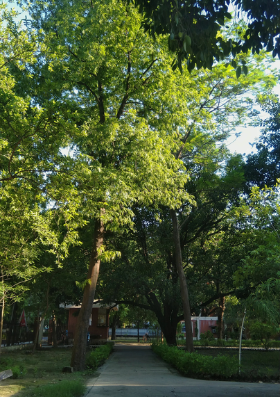 A sunlit park path lined with lush green trees, creating a serene, inviting atmosphere. Soft shadows play on the ground.