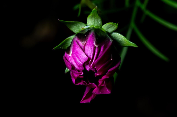Photo of a flower with a black background. It is a purple flower. The petals are just opening. The petals are shaped like a vase with a tiny opening, but two of the petals on one side are just opening. There are green leaves around the bottom of the flower. It’s just waking up, the flower, that is. 