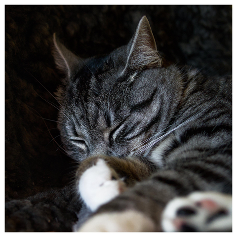 En fyrkantig bild på katten Sonja som ligger och sover på en stol. Tassar i förgrunden och ena sidans morrhår står rakt ut.