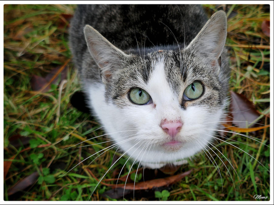 Bildbeschreibung: 
Die Moorkatzen beim Fressen.
