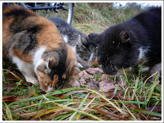 Bildbeschreibung: 
Die Moorkatzen beim Fressen.