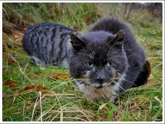 Bildbeschreibung: 
Die Moorkatzen beim Fressen.