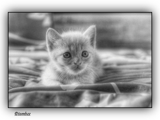 The little kitten's lying on a soft bed, totally relaxed but alert. Its head is up, eyes wide open like it's staring at something just outside the frame. Ears are perked straight up, standing out against the blurry background. The fur looks short and smooth, all in shades of grey, with a bit of contrast around the face and eyes. Those big round eyes are shiny and curious, giving it a sharp, focused vibe. The background’s soft and out of focus, with a slight vignette around the edges that makes the whole shot feel intimate and dreamy. The black and white tones add a gentle, nostalgic mood.”
