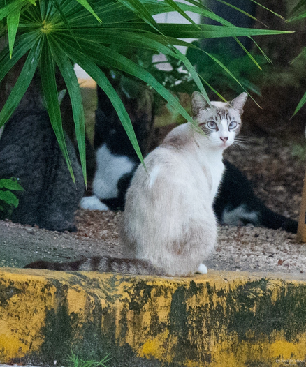 A beige and white cat with blue eyes is the main subject for Caturday but an out of focus black and white cat in the background doubles the Caturday value. 
