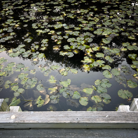 A pond covered in a carpet of green and yellowing lily leaves. Reflections of sky and and shadowy trees can be seen beneath the leaves. A strip of wooden decking forms the bottom edge of the frame.