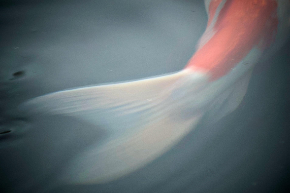 A carp glides out of the top left of the frame forming a diagonal blur of color. The body of the fish is an orangey reddish tone, the tail fins a creamy white. The pond water is gray-blue. The image is a grainy blur emphasising the sense of smooth movement.