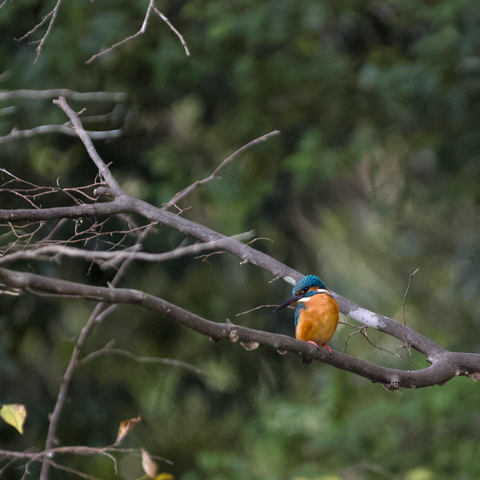 A kingfisher perches on the bare branch of a tree eyeing the pond below. Its orange breast and brilliant blue crown contrast the greens and grays of the blurred background. It has seen something and has turned its head and laser-like gaze.