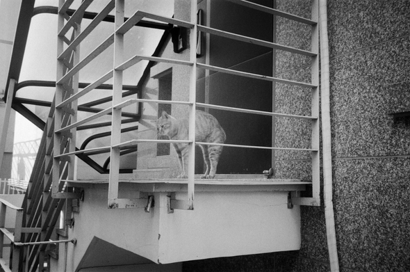 출입문 앞 작은 난간 앞에 치즈고양이 한 마리가 기지개를 펴고 있다. 네 발을 붙인 채 등을 위쪽으로 동그랗게 말고 있다.