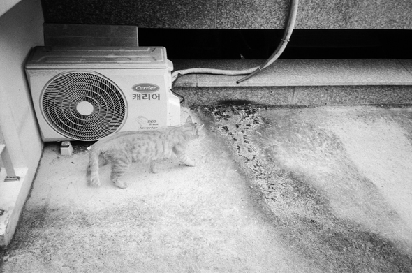 잠에서 깬 치즈고양이가 에어컨 실외기 앞을 지나고 있다.